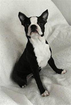 http://www.fichtengarten-boston-terrier.de/images/Peggy-HP.jpg
