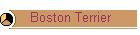 Boston Terrier