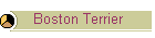 Boston Terrier