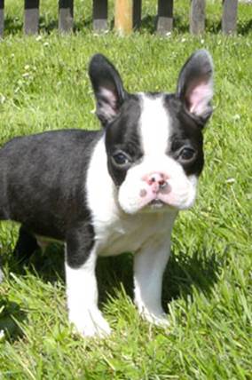 http://www.fichtengarten-boston-terrier.de/Billie-Boy%201.jpg