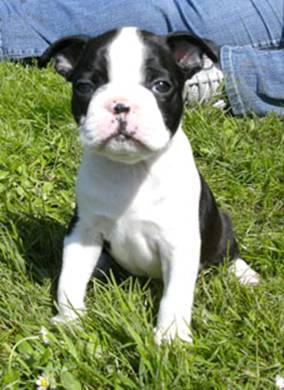 http://www.fichtengarten-boston-terrier.de/Bruce%201.jpg