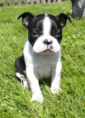 http://www.fichtengarten-boston-terrier.de/Beverly%201.jpg