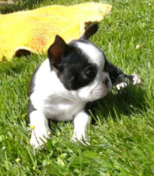 http://www.fichtengarten-boston-terrier.de/Bonny%20M.jpg